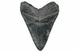 Fossil Megalodon Tooth - South Carolina #301784-1